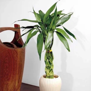 Braided Bamboo