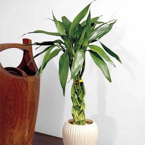 Braided Bamboo