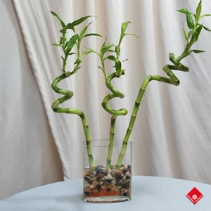 3 Steam of Spiral