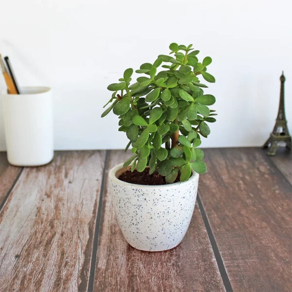 Elegant Jade Plant