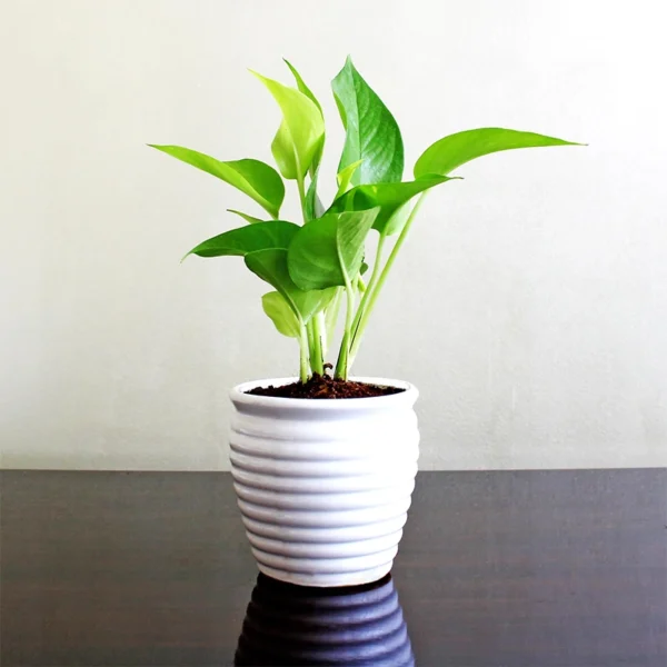 Trendy Money Plant