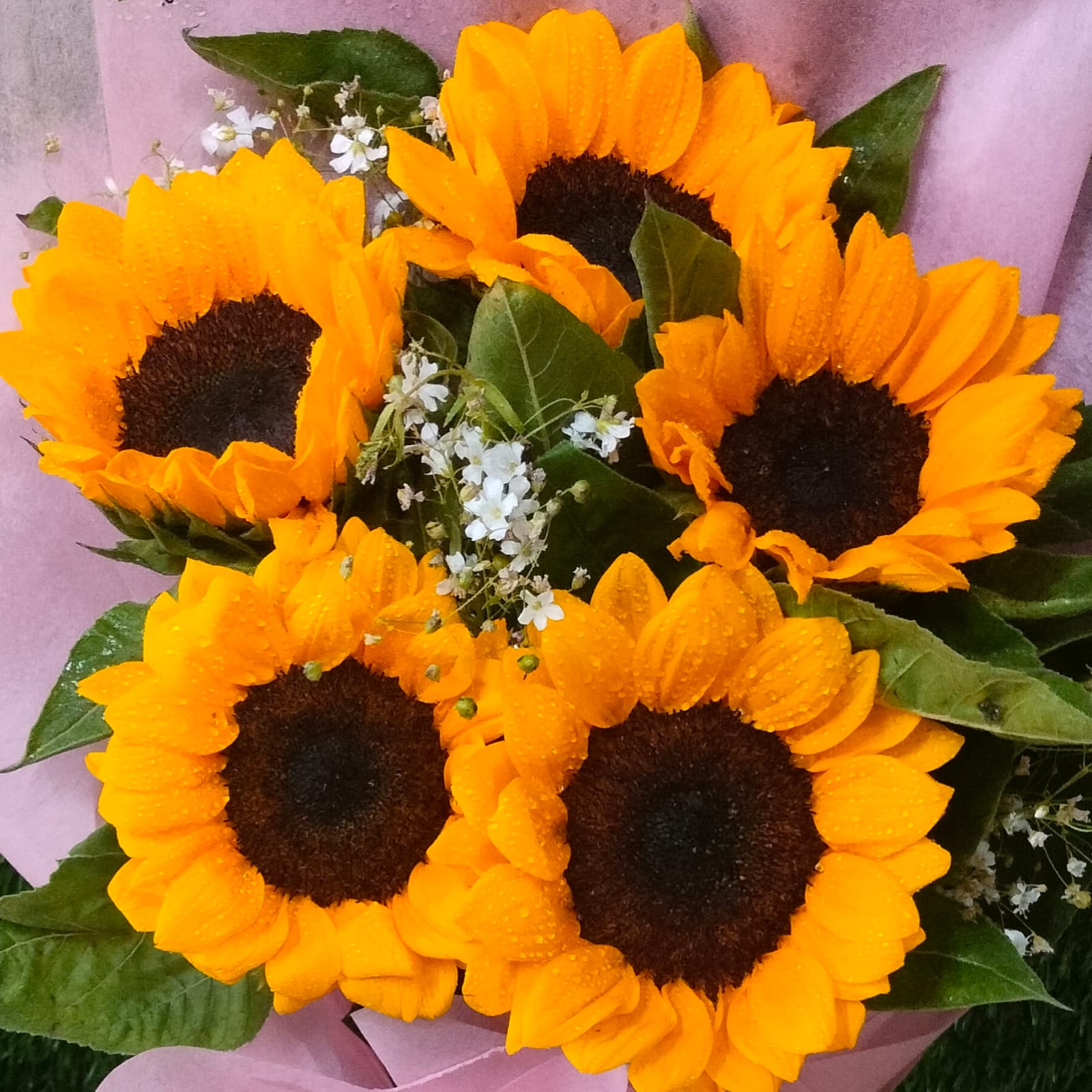 Sunlit Dreams - Image 2